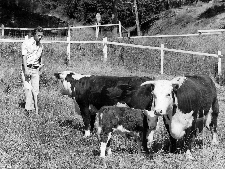 The King in one of Stenhammar's pastures in 1975. The King now practises organic farming at Stenhammar. 