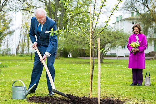I samband med jubileet planterade Kungen ett Victoriaplommonträd i Vilohemmets park.